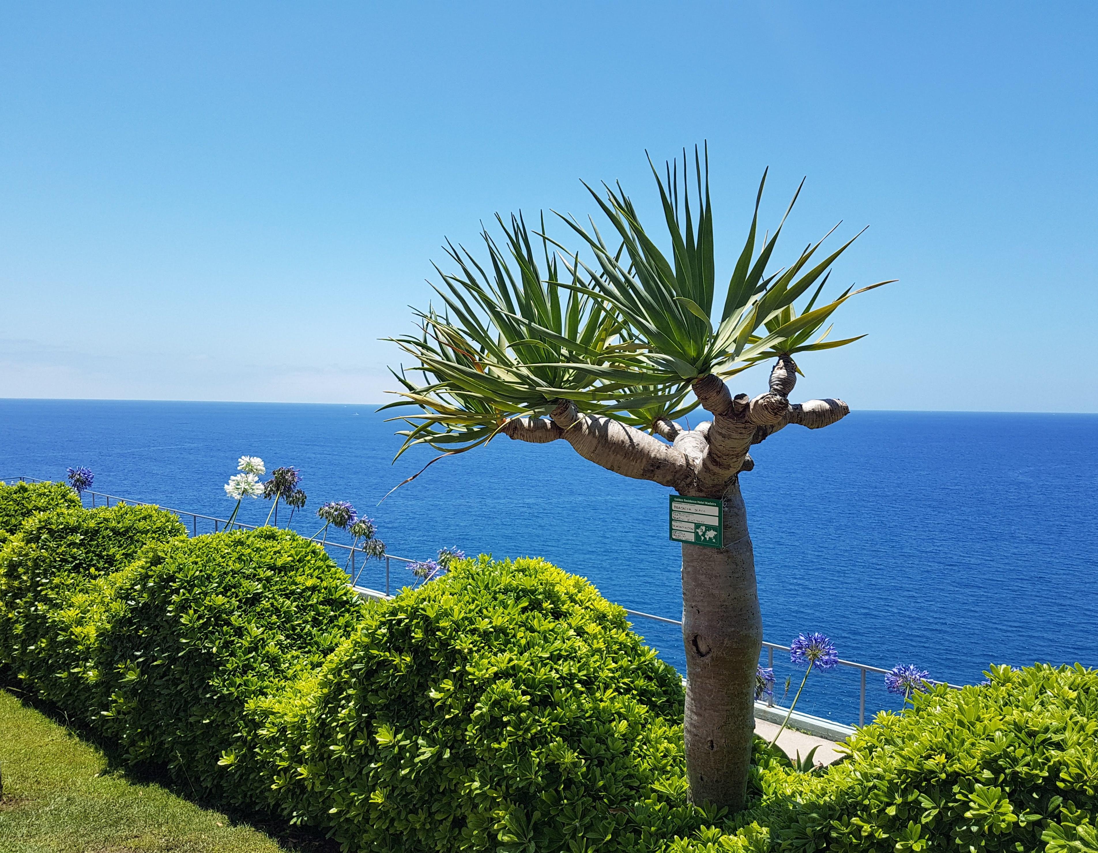 Golden Residence Hotel Funchal  Exterior foto